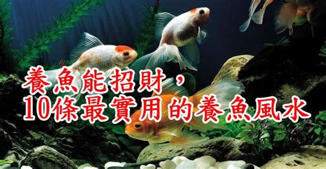 養魚數量垃圾魚|養魚能招財，10條最實用的養魚風水（你一定要知道）。